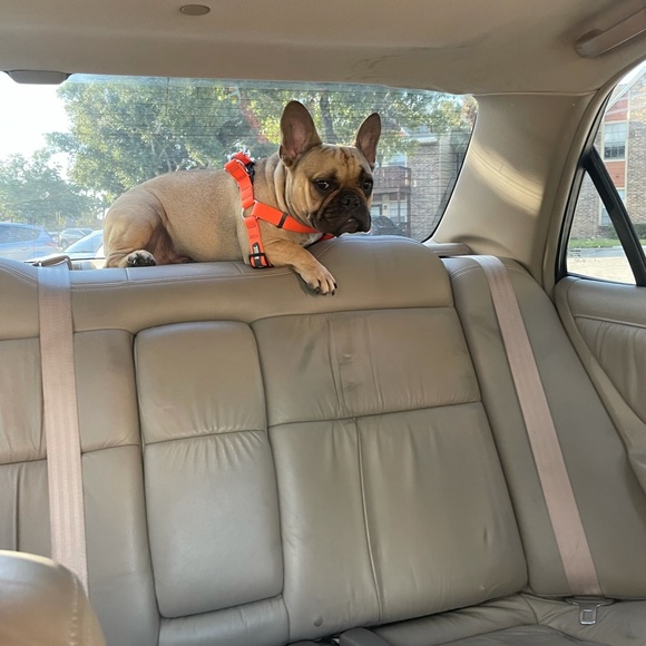 Meet your Posher, Jessica - Picture 14 of 14